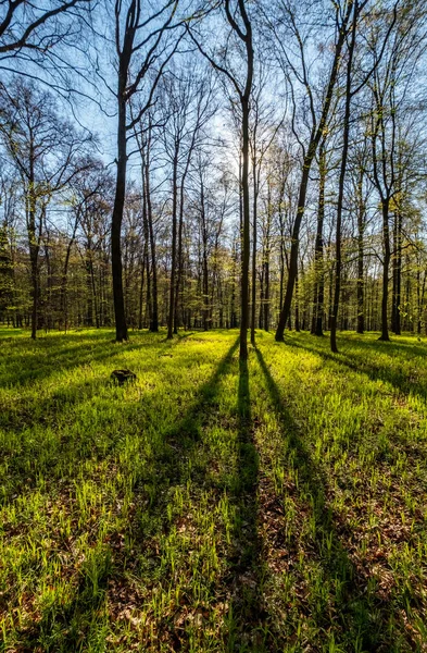 Landschap Het Voorjaar Bos Bomen Met Schaduwen Zon Groen Hout — Stockfoto