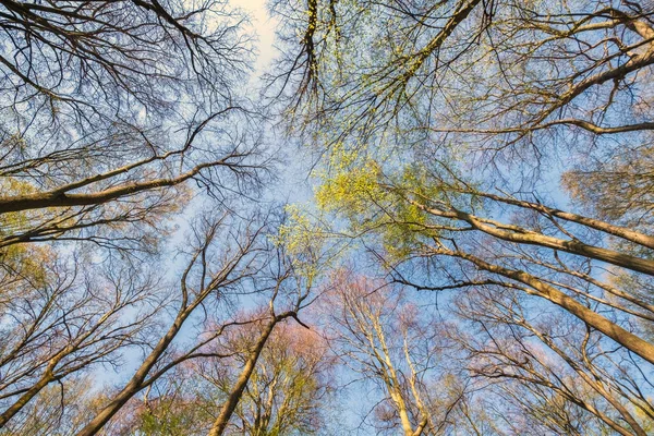 Blick Hinauf Den Grünen Baumwipfeln Frühlingswald Blick Von Unten — Stockfoto