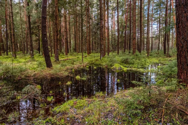 沼泽和松树林美丽的风景 — 图库照片