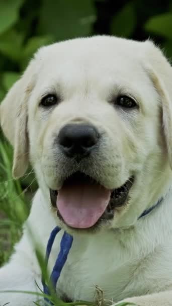 Labrador Puppy Prachtig Hondje Het Groene Gras Verticale Video — Stockvideo