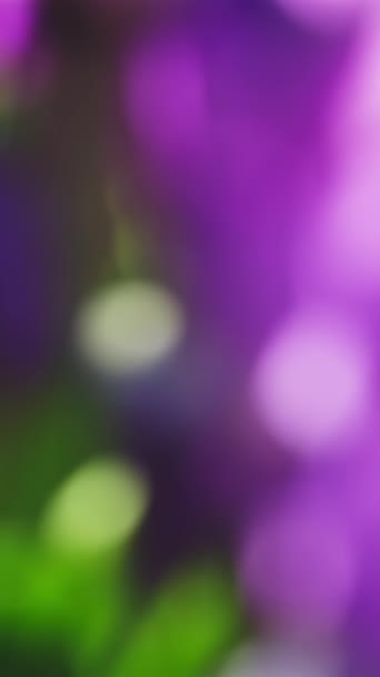 Abstrakte Schöne Violette Unschärfe Frühling Blühenden Blumen Hintergrund Vertikales Video — Stockvideo