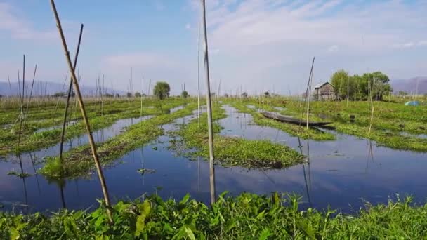 Επιπλέοντες Κήποι Στη Λίμνη Μιανμάρ Βιρμανία — Αρχείο Βίντεο