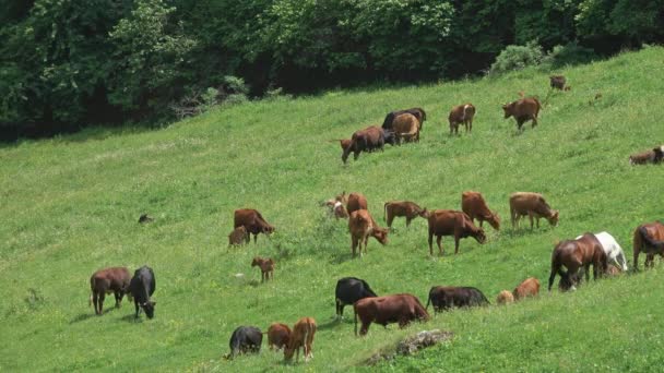 山地牧场上的奶牛群 — 图库视频影像