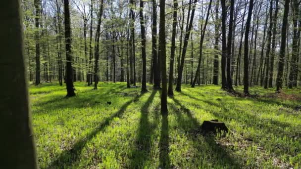 Tavaszi Erdő Fák Árnyékokkal Napsütéssel Zöld — Stock videók