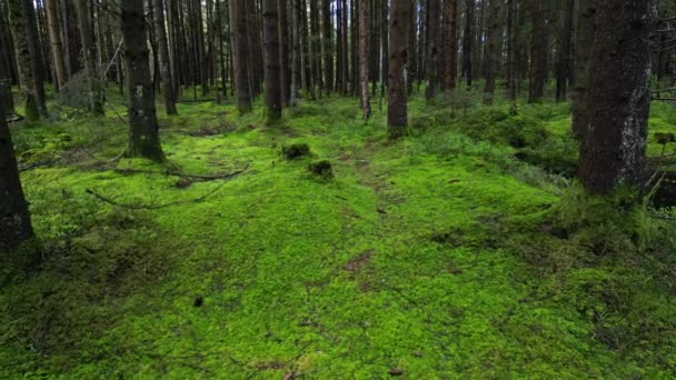 Tracking Shot Bog Pine Forest Beautiful Nature Landscape — Stock Video