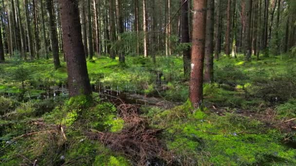 Spurenaufnahme Von Moor Und Kiefernwäldern Schöne Naturlandschaft — Stockvideo