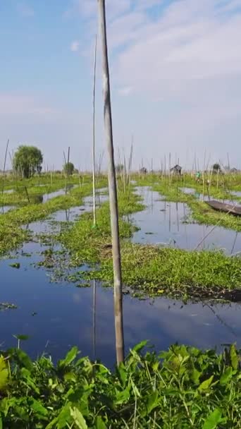 Επιπλέοντες Κήποι Στη Λίμνη Μιανμάρ Βιρμανία Κάθετη Βίντεο — Αρχείο Βίντεο