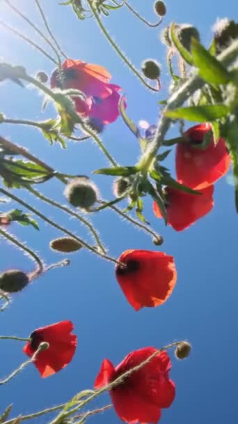 Bottom View Red Poppies Blue Sky Summer Poppy Field Vertical — Vídeo de stock
