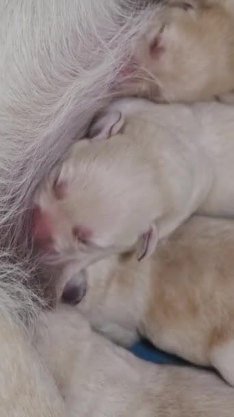 Labrador Retriever Está Amamantando Sus Cachorros Grupo Cachorros Recién Nacidos — Vídeos de Stock