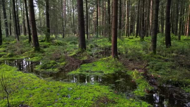 Съемка Болотного Соснового Леса Красивого Природного Ландшафта — стоковое видео