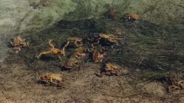 Lote Ranas Durante Apareamiento Agua Del Lago Primavera — Vídeo de stock