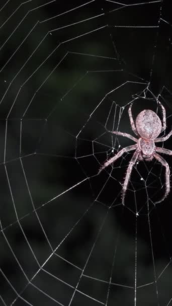 Spinne Sitzt Nachts Netz Vertikales Video — Stockvideo