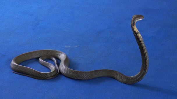 地毯蛇表演中的眼镜蛇王4K — 图库视频影像