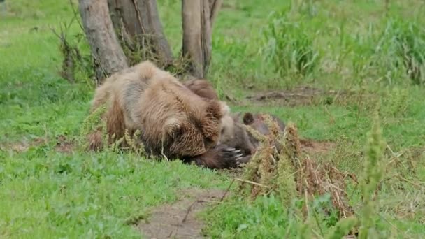 Orsi Bruni Famiglia Ursus Arctos Madre Cuccioli Riposo Erba Kamchatka — Video Stock