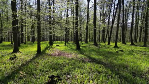 Liikkuu Kevätmetsässä Puut Varjoilla Auringonpaisteella Vihreä Puu — kuvapankkivideo