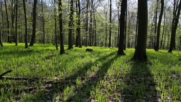 搬到春天的森林里有阴影和阳光的树 — 图库视频影像