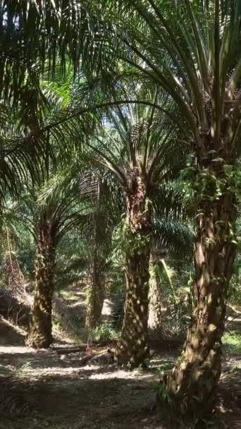 Landschap Oliepalm Tropisch Bos Thailand Verticale Video — Stockvideo