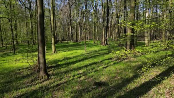 Subiendo Bosque Primavera Árboles Con Sombras Sol Madera Verde — Vídeos de Stock
