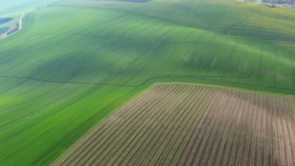 Aerial Wokół Widok Niesamowite Zielone Wzgórza Faliste Pól Uprawnych Wiosnę — Wideo stockowe