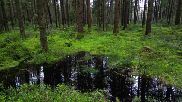 Urmărire Împușcat Pădure Bog Pin Peisaj Natural Frumos — Videoclip de stoc