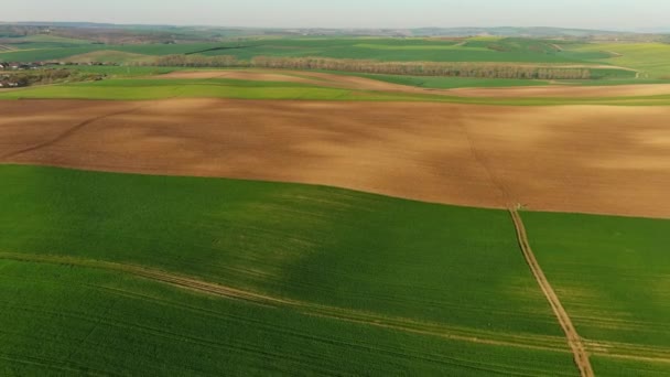 Légi Kilátás Csodálatos Zöld Hullámos Dombok Mezőgazdasági Területeken Tavasszal Dél — Stock videók