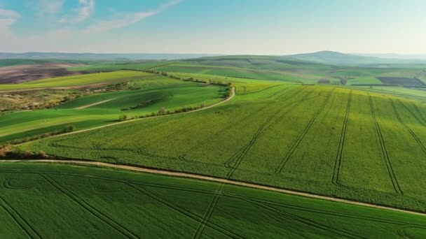 Letecký Pohled Úžasné Zelené Zvlněné Kopce Zemědělskými Poli Jaře Jihomoravský — Stock video
