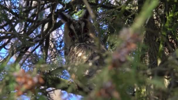 Long Eared Owl Asio Otus Sitting Pine Tree — Video Stock