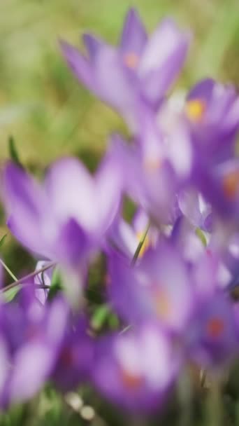 スプリングタイム バイオレットワニのクローズアップビュー 開花するクロカスの花 ラックの焦点の柔らかい選択的な焦点 バーティカルビデオ — ストック動画