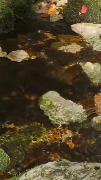 Ruisseau Forestier Avec Feuilles Automne Pierres Mousseuses Vidéo Verticale — Video