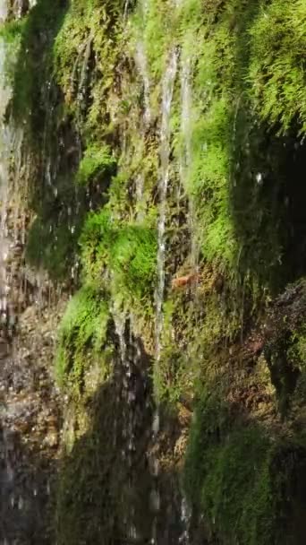 Σταγόνες Από Καταρράκτη Πέφτουν Από Πράσινα Βρύα Στο Δάσος Κάθετη — Αρχείο Βίντεο