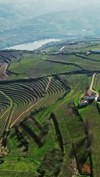 Vue Aérienne Des Vignobles Terrasses Vallée Douro Portugal Vidéo Verticale — Video