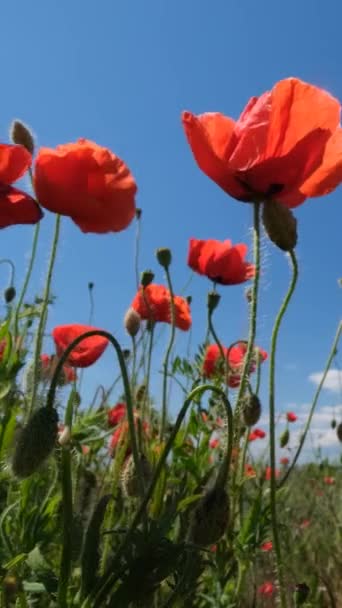 Rote Mohnblumen Und Blauer Himmel Sommermohnfeld Vertikales Video — Stockvideo