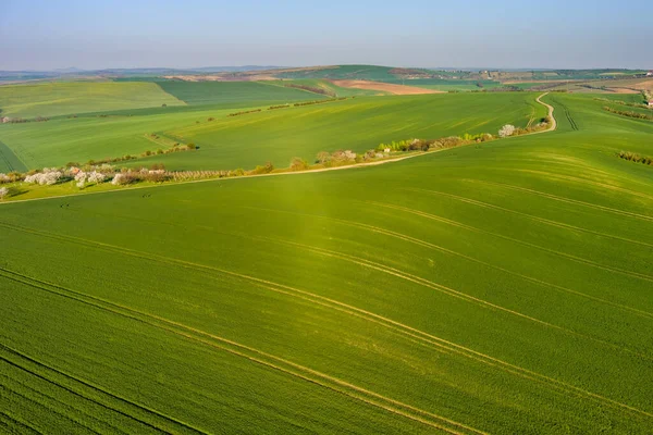 Vista Aérea Incríveis Colinas Onduladas Verdes Com Campos Agrícolas Primavera — Fotografia de Stock