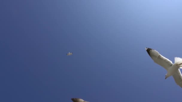 Viele Möwen Fliegen Einem Sonnigen Tag Gegen Den Blauen Himmel — Stockvideo