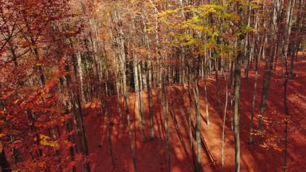 美丽的秋天森林空中风景 阳光灿烂 全景尽收眼底 — 图库视频影像