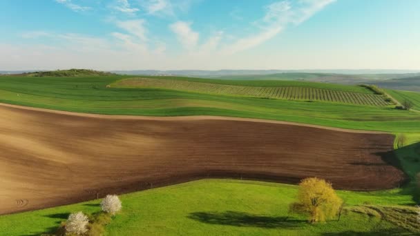 Вид Воздуха Удивительные Зеленые Волнистые Холмы Сельскохозяйственными Полями Весной Южная — стоковое видео