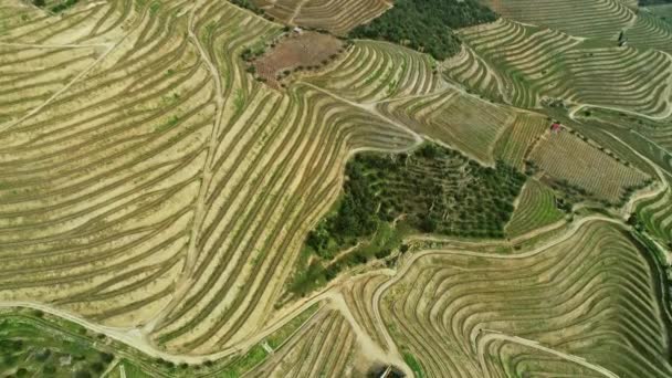 Luftaufnahme Der Terrassenförmigen Weinberge Douro Tal Portugal — Stockvideo