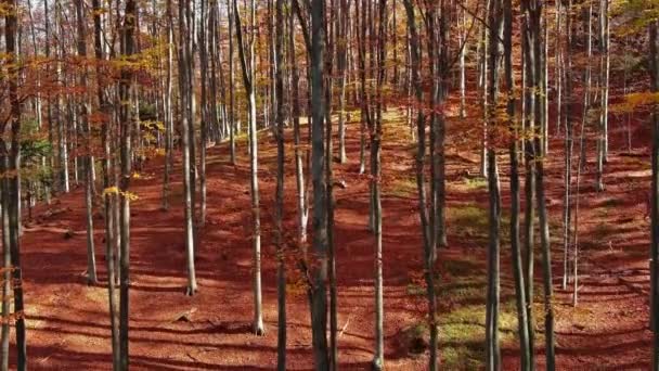 Воздушный Пейзаж Ярком Осеннем Лесу Солнечный День — стоковое видео