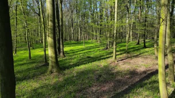 Verhuizen Het Voorjaarsbos Bomen Met Schaduwen Zon Groen Hout — Stockvideo