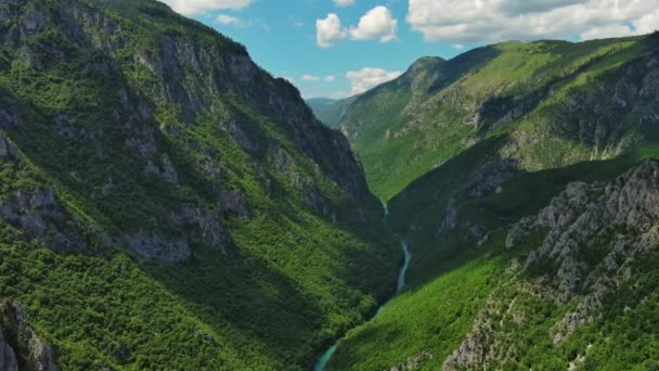 モンテネグロ北部のタラ川深い渓谷と森の山の空中眺め — ストック動画
