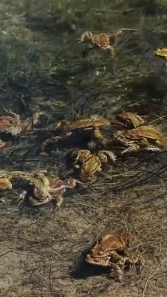 Lot Frogs Mating Water Lake Spring Vertical Video — Stock Video