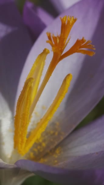 Vista Macro Primavera Crocus Violeta Foco Seletivo Suave Flor Croco — Vídeo de Stock