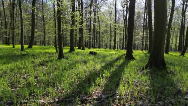 Moviéndose Bosque Primavera Árboles Con Sombras Sol Madera Verde — Vídeos de Stock