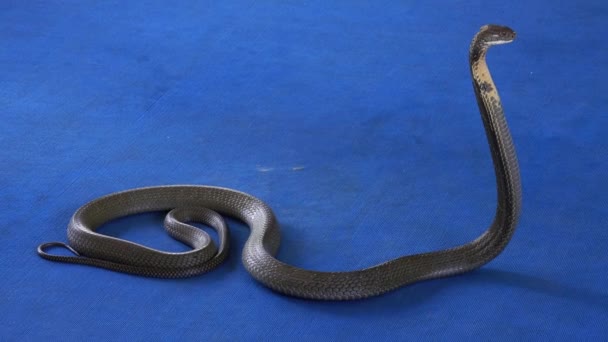 King Cobra Carpet Snake Show — Stock Video