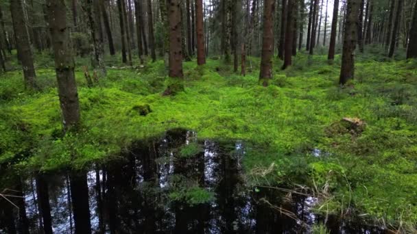 Bataklık Çam Ormanları Güzel Doğa Manzarası — Stok video