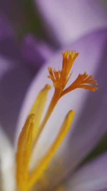 Springtime Macro View Violet Crocus Soft Selective Focus Flowering Crocus — Stock Video