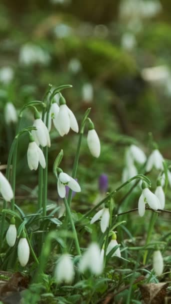 春の森の中で最初の美しい雪滴 ガランサス ニヴァリスが咲く 垂直ビデオ — ストック動画