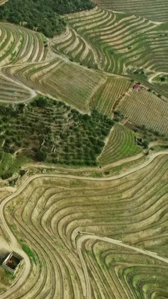 Flygfoto Över Terrasserade Vingårdar Dourodalen Portugal Vertikal Video — Stockvideo