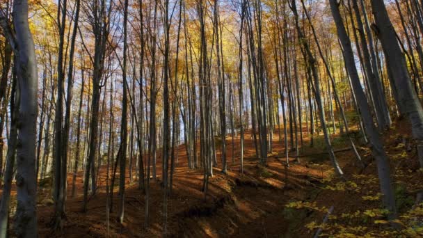Blätter Fallen Hellen Herbstwald Sonniger Tag — Stockvideo