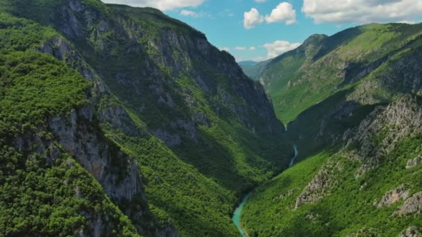 Widok Lotu Ptaka Kanionu Rzeki Tara Leśnej Góry Północnej Czarnogórze — Wideo stockowe